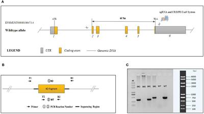 Effects of Melatonin on Neurobehavior and Cognition in a Cerebral Palsy Model of plppr5−/− Mice